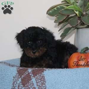 Glee, Cavapoo Puppy